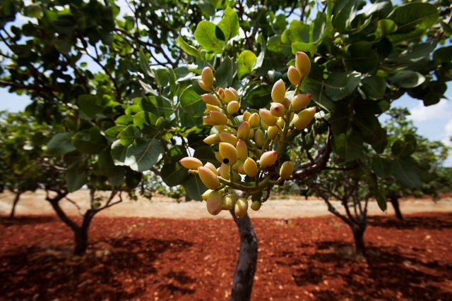 Árbol pistachero